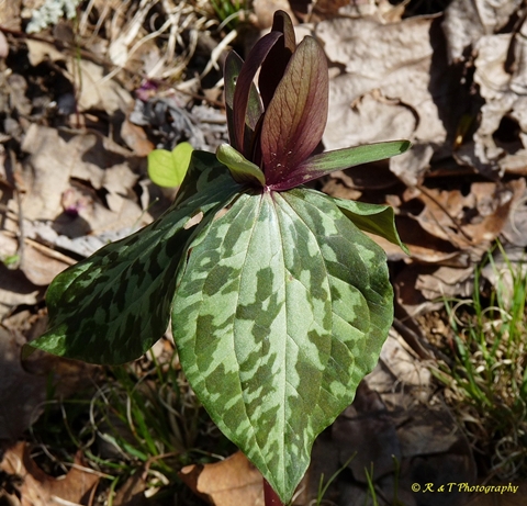 {Trillium cuneatum}